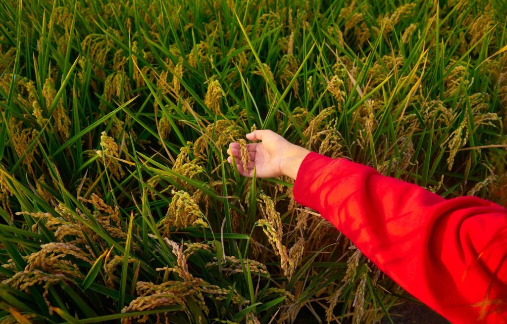 In a rice field, a farmer holds a green plant, highlighting key farming activities for August with support from the Agridoot App for weather, crop advice, and market rates.